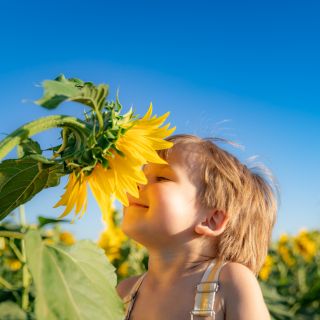 Hoffnung Sonnenblume als Metapher